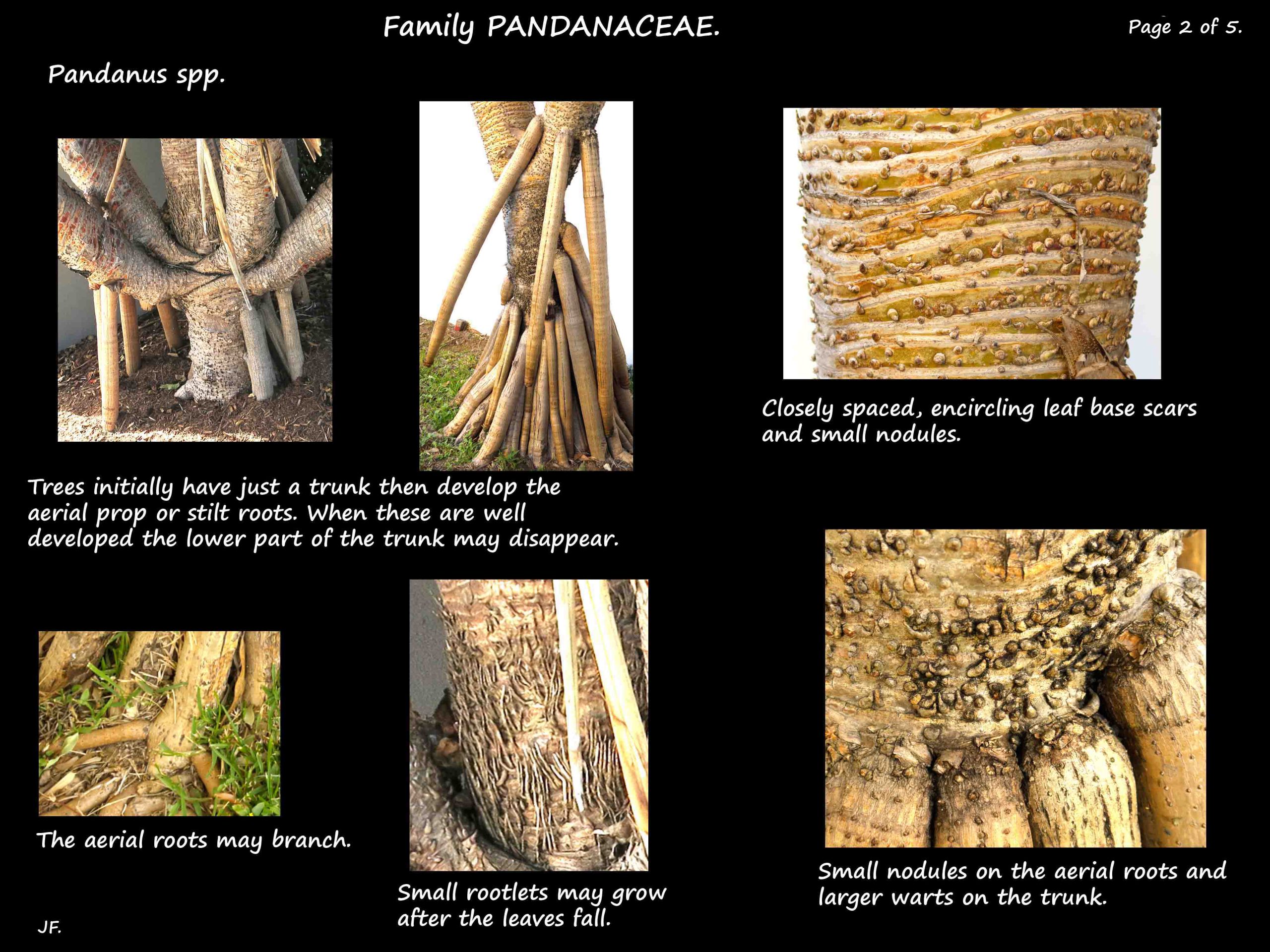 2 Pandanus roots & bark